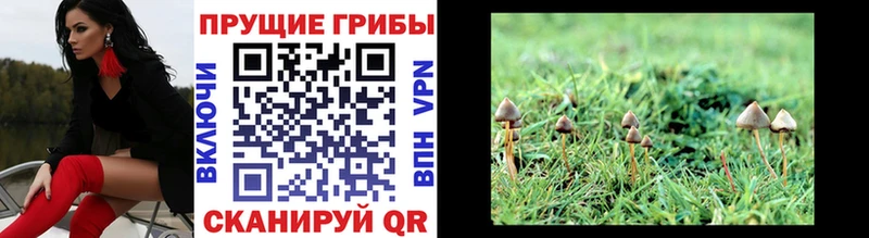 Купить где  Воткинск  Псилоцибиновые грибы Magic Shrooms 